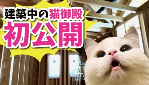 【初公開】建設中の新居の中身を特別に公開しちゃいます【関西弁でしゃべる猫】