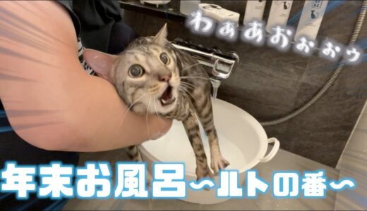 １年ぶりに暴れ猫をお風呂に入れていく【ルト編】