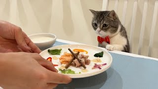 記念日にディナーをご馳走したら猫の反応がかわいすぎました…笑
