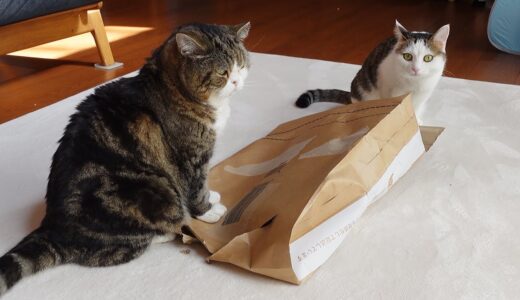 仁義なき紙袋の奪い合いとねこ。 -Scramble for paper bags by Maru and Miri.-