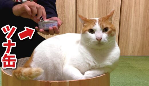 猫の真後ろでこっそりツナ缶を開けてみた結果…【関西弁でしゃべる猫】