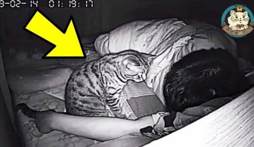 一晩中寝ている飼い主を見つめるネコ。飼い主監視カメラを調べると、すぐに病院に行った