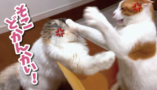 お気に入りの寝床の取り合いで猫たちが殴り合いの大喧嘩をしてました…【関西弁でしゃべる猫】