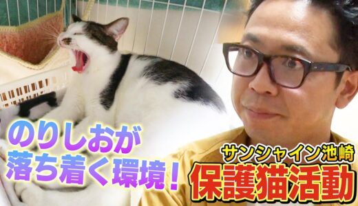 【保護猫活動】サンシャイン池崎！新米猫ののりしおがいよいよケージの外へ！【預かりボランティア】