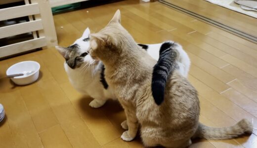 豆大福が子猫のころからずっと面倒を見ている猫