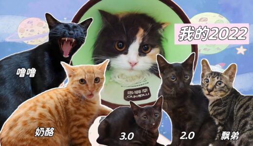2022年我救助了6隻小浪貓，其中3隻被愛心粉絲認養｜李喜猫