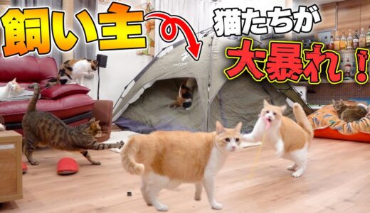 飼い主がテントで寝てる間の猫たちを隠し撮りしたらとんでもない行動にwww