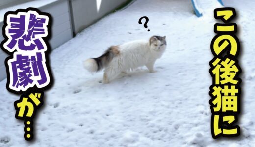 大雪の中脱走した猫にとんでもない悲劇がおきました…【関西弁でしゃべる猫】
