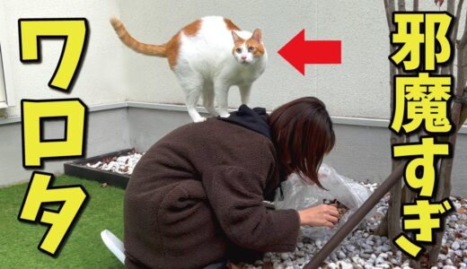 引越しの掃除をしてたら猫が邪魔すぎてワロタｗｗｗ【関西弁でしゃべる猫】