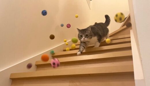階段の上から大量にボールが降ってきた猫の反応が100点すぎましたw