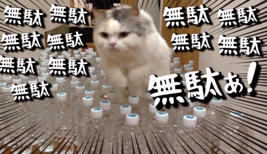 【詐欺】猫はペットボトルの水を嫌がるのか検証してみた結果…【関西弁でしゃべる猫】