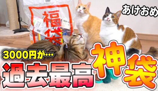 【神袋】毎年5分で売り切れる猫用福袋の中身があまりにも神すぎました！！！！！！