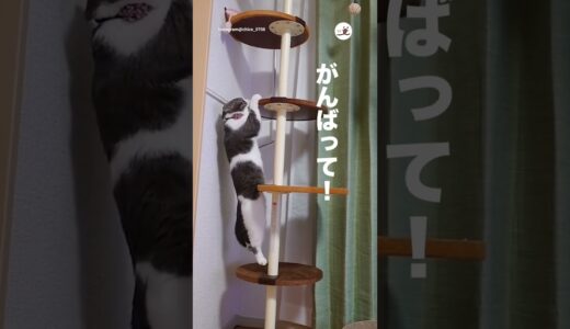 【応援したくなる！】キャットタワーに登る運動音痴なネコさん｜PECO