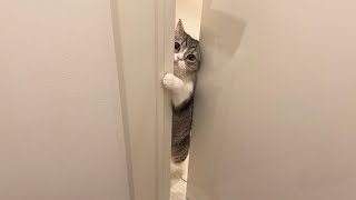 下痢でトイレにこもってたら心配な猫がこうなっちゃいました…