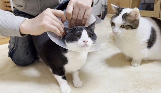 猫用コタツが原因で低温火傷と診断された猫