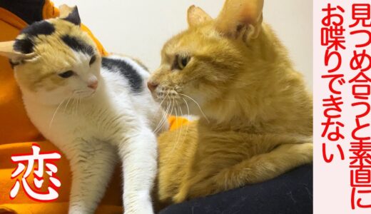 ボス猫とオス三毛猫、見つめ合い甘酸っぱい恋のメモリー The Boss cat's first love