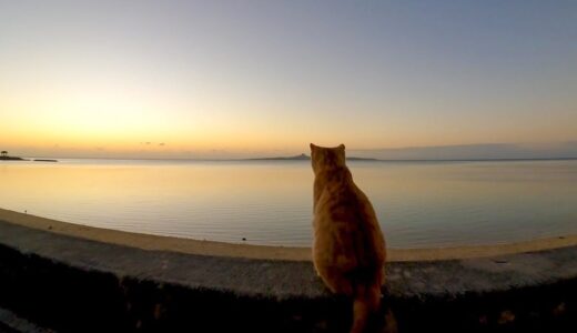 夕陽を眺める猫