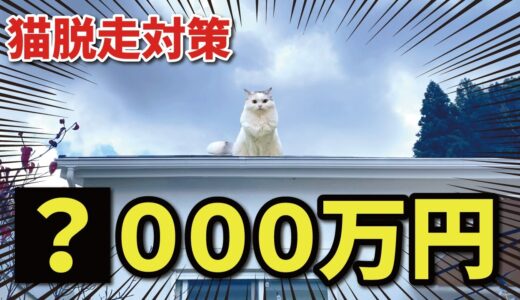 猫の為に作った新居が高額すぎて目ん玉飛び出てもーたｗ【関西弁でしゃべる猫】