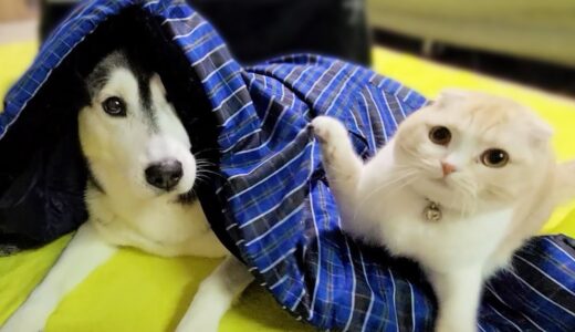 寒いのではんてんを買ったら自分の布団だと思った子猫と犬がこうなった