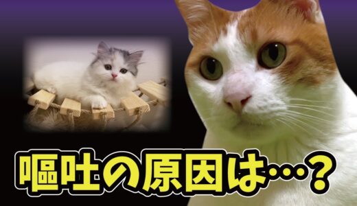 子猫がやってきてから先住猫の吐く回数が増えてしまいました…【関西弁でしゃべる猫】