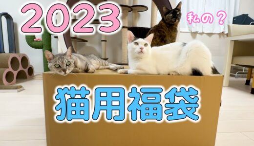 2023年！14000円の猫用福袋を開封します！！