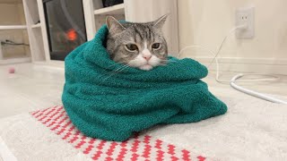 初めて電気毛布で包まれた猫が気持ちよすぎてこうなっちゃいました…