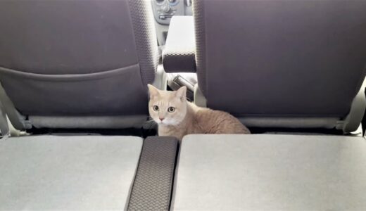 車内でお父さんと二人きりになる猫