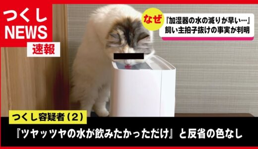 【速報】加湿器蒸発事件の真犯ニャンを目撃しました【関西弁でしゃべる猫】