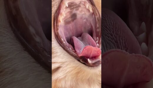 猫の舌のザラザラがもつ役割