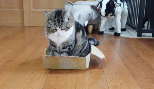 自分で壊した箱でドッキリを仕掛けられるねこ。-Maru is pulled a prank with the box he broke.-