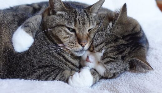 抱っこでお昼寝するねこ。-Cat's cuddle nap.-