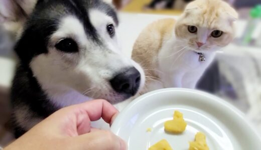 愛しの子猫とハスキー犬達にバレンタインクッキーを作ったらこうなった…笑