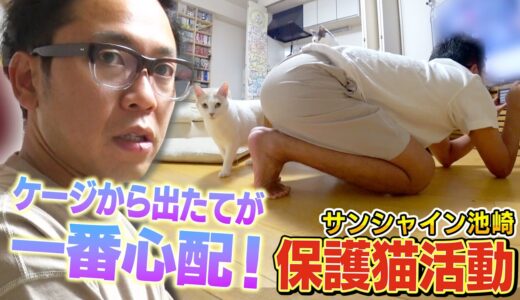 【保護猫活動】サンシャイン池崎！ケージから出たての新米猫のりしおが心配！【預かりボランティア】