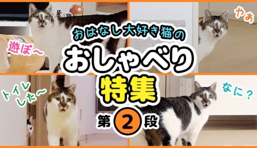 おしゃべり大好き猫のおしゃべり特集【第2弾】