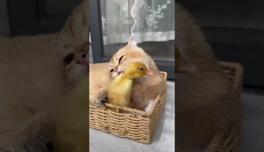 The lovely cat fell in love with the duckling.😂👍😽🐥 #shorts #可愛い猫