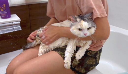 奥さんと一緒にお風呂に入る猫【関西弁でしゃべる猫】