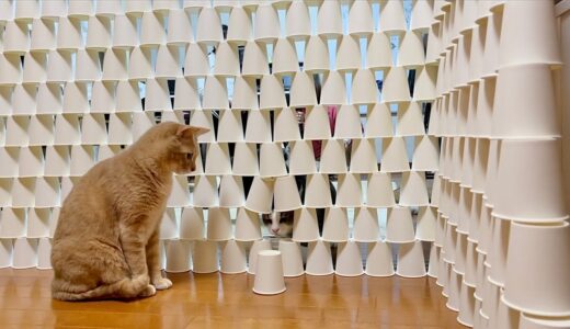 紙コップ約1000個の壁を見た時の猫の反応がおもしろい