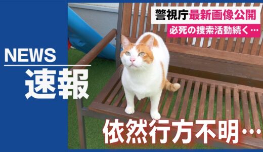 行方不明になった先住猫を探してます【関西弁でしゃべる猫】