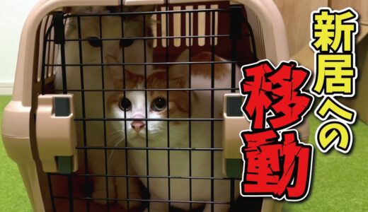 【引っ越し】新居への移動について【関西弁でしゃべる猫】
