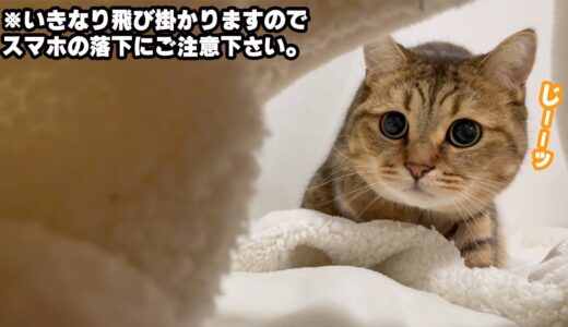 【マニア用】顔面に猫パンチを食らってみたい人に向けた動画