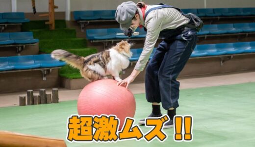 春岡、初めての猫トレーナー体験で凄技に挑戦してみた！【長崎バイオパーク×那須どうぶつ王国】