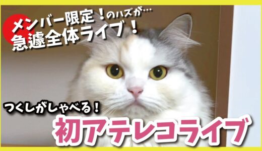【急遽全体配信中！】ちょっとええ猫とお話する会【関西弁でしゃべる猫】