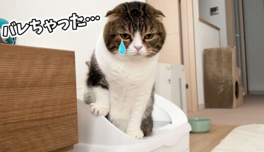 トイレに入っただけなのに太ったのがバレた猫が可愛かったw 【最先端ねこトイレToletta】