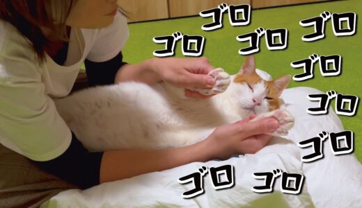 高級マッサージをされた猫がこうなりました【関西弁でしゃべる猫】