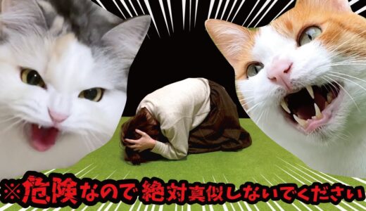 全身にまたたびを浴びまくったら猫が大変な事になりました【関西弁でしゃべる猫】