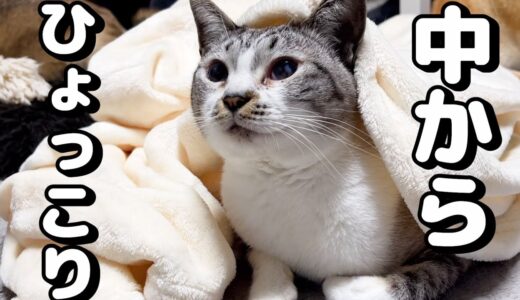 毛布の中でモゾモゾしてて何かと思ったら中から天使が出てきました…【柴犬と猫】