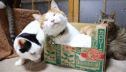 豆乳の箱と猫　230208