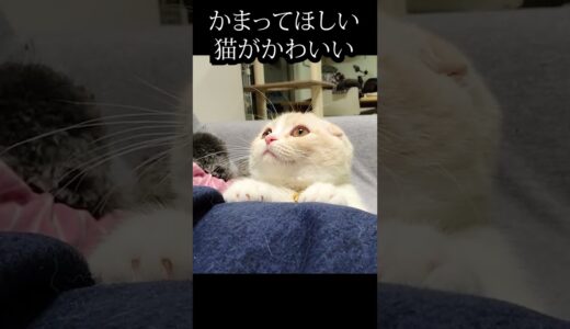 甘え方が、世界一かわいい猫...#shorts