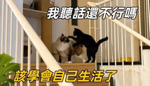 【直播】小貓被大貓趕出去獨立，一時接受不了，黏在“爸爸”身邊哭哭啼啼｜李喜猫