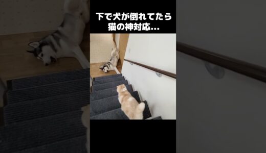 階段下で犬が倒れてた時の猫の行動が…#猫 #cat
